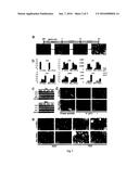 PREPARING TOOTH-LIKE STRUCTURE USING STEM CELL diagram and image