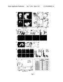 PREPARING TOOTH-LIKE STRUCTURE USING STEM CELL diagram and image