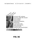 COMPOSITIONS AND METHODS TO ALTER GUT MICROBIAL FERMENTATION USING     SULFATE-REDUCING BACTERIA diagram and image