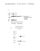 PHARMACEUTICAL COMPOSITION COMPRISING RECOMBINANT HEMOGLOBIN PROTEIN OR     SUBUNIT-BASED THERAPEUTIC AGENT FOR CANCER TARGETING TREATMENT diagram and image
