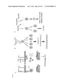 COMPOSITIONS AND METHODS RELATING TO INDUCTION OF INTESTINAL STEM CELL     HOMEOGENESIS AND/OR REGENERATION diagram and image