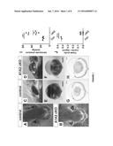 TIE2 RECEPTOR ACTIVATION FOR GLAUCOMA diagram and image