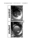 TIE2 RECEPTOR ACTIVATION FOR GLAUCOMA diagram and image