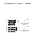 REAGENT FOR DIAGNOSIS OF OSTEOARTHRITIS COMPRISING PEPTIDE PROBE OF     APOPEP-1 diagram and image