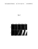 REAGENT FOR DIAGNOSIS OF OSTEOARTHRITIS COMPRISING PEPTIDE PROBE OF     APOPEP-1 diagram and image