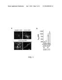 LIGHT-ACTIVATED CHIMERIC OPSINS AND METHODS OF USING THE SAME diagram and image