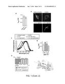 LIGHT-ACTIVATED CHIMERIC OPSINS AND METHODS OF USING THE SAME diagram and image