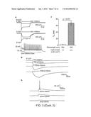 LIGHT-ACTIVATED CHIMERIC OPSINS AND METHODS OF USING THE SAME diagram and image