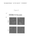 FUSION PROTEINS AND METHODS FOR IDENTIFYING BROMODOMAIN INHIBITING     COMPOUNDS diagram and image