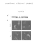 FUSION PROTEINS AND METHODS FOR IDENTIFYING BROMODOMAIN INHIBITING     COMPOUNDS diagram and image