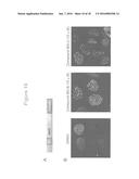 FUSION PROTEINS AND METHODS FOR IDENTIFYING BROMODOMAIN INHIBITING     COMPOUNDS diagram and image