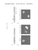 FUSION PROTEINS AND METHODS FOR IDENTIFYING BROMODOMAIN INHIBITING     COMPOUNDS diagram and image