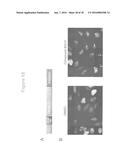 FUSION PROTEINS AND METHODS FOR IDENTIFYING BROMODOMAIN INHIBITING     COMPOUNDS diagram and image