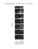 FHL1 MUTATIONS ASSOCIATED WITH NOVEL X-LINKED MUSCULAR MYOPATHIES diagram and image