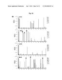 ANTIBODIES AGAINST TM4SF5 AND ANTICANCER COMPOSITIONS COMPRISING THE SAME diagram and image