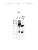 ANTIBODIES AGAINST TM4SF5 AND ANTICANCER COMPOSITIONS COMPRISING THE SAME diagram and image