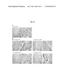 ANTIBODIES AGAINST TM4SF5 AND ANTICANCER COMPOSITIONS COMPRISING THE SAME diagram and image