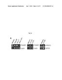 ANTIBODIES AGAINST TM4SF5 AND ANTICANCER COMPOSITIONS COMPRISING THE SAME diagram and image