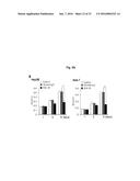 ANTIBODIES AGAINST TM4SF5 AND ANTICANCER COMPOSITIONS COMPRISING THE SAME diagram and image