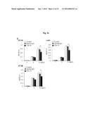 ANTIBODIES AGAINST TM4SF5 AND ANTICANCER COMPOSITIONS COMPRISING THE SAME diagram and image