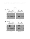 ANTIBODIES AGAINST TM4SF5 AND ANTICANCER COMPOSITIONS COMPRISING THE SAME diagram and image