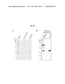 ANTIBODIES AGAINST TM4SF5 AND ANTICANCER COMPOSITIONS COMPRISING THE SAME diagram and image