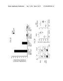 Lactic Acid Bacterium Growth Enhancer, Regulatory T-Cell Number Increasing     Agent, Method of Enhancing Growth of Lactic Acid Bacterium, Method of     Increasing Number of Regulatory T-Cells, Method of Evaluating Regulatory     T-Cell Number Increasing Effect, and Method of Evaluating Lactic Acid     Growth Enhancing Effect diagram and image