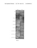 CONJUGATE COMPOUND AND USES OF SAME diagram and image