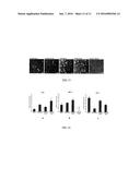 CONJUGATE COMPOUND AND USES OF SAME diagram and image