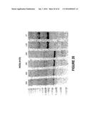 ANTISENSE OLIGONUCLEOTIDES FOR INDUCING EXON SKIPPING AND METHODS OF USE     THEREOF diagram and image