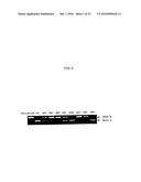 ENA NUCLEIC ACID PHARMACEUTICALS CAPABLE OF MODIFYING SPLICING OF mRNA     PRECURSORS diagram and image