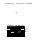 ENA NUCLEIC ACID PHARMACEUTICALS CAPABLE OF MODIFYING SPLICING OF mRNA     PRECURSORS diagram and image