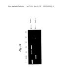 ENA NUCLEIC ACID PHARMACEUTICALS CAPABLE OF MODIFYING SPLICING OF mRNA     PRECURSORS diagram and image