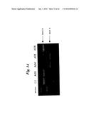 ENA NUCLEIC ACID PHARMACEUTICALS CAPABLE OF MODIFYING SPLICING OF mRNA     PRECURSORS diagram and image