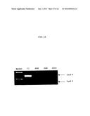 ENA NUCLEIC ACID PHARMACEUTICALS CAPABLE OF MODIFYING SPLICING OF mRNA     PRECURSORS diagram and image