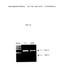 ENA NUCLEIC ACID PHARMACEUTICALS CAPABLE OF MODIFYING SPLICING OF mRNA     PRECURSORS diagram and image