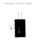 ENA NUCLEIC ACID PHARMACEUTICALS CAPABLE OF MODIFYING SPLICING OF mRNA     PRECURSORS diagram and image