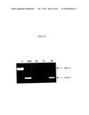 ENA NUCLEIC ACID PHARMACEUTICALS CAPABLE OF MODIFYING SPLICING OF mRNA     PRECURSORS diagram and image