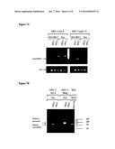 NUCLEIC ACIDS INVOLVED IN VIRAL INFECTION diagram and image