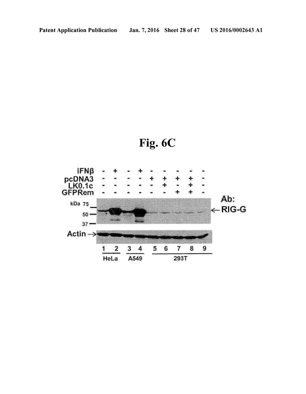 Compositions And Methods To Enhance Protein Expression - diagram, schematic, and image 29