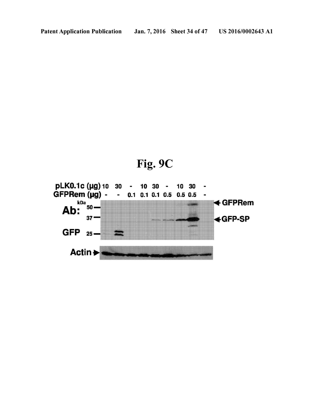 Compositions And Methods To Enhance Protein Expression - diagram, schematic, and image 35