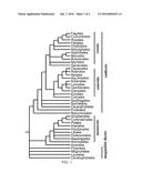 TRANSCRIPTION FACTORS FOR INCREASING YIELD diagram and image