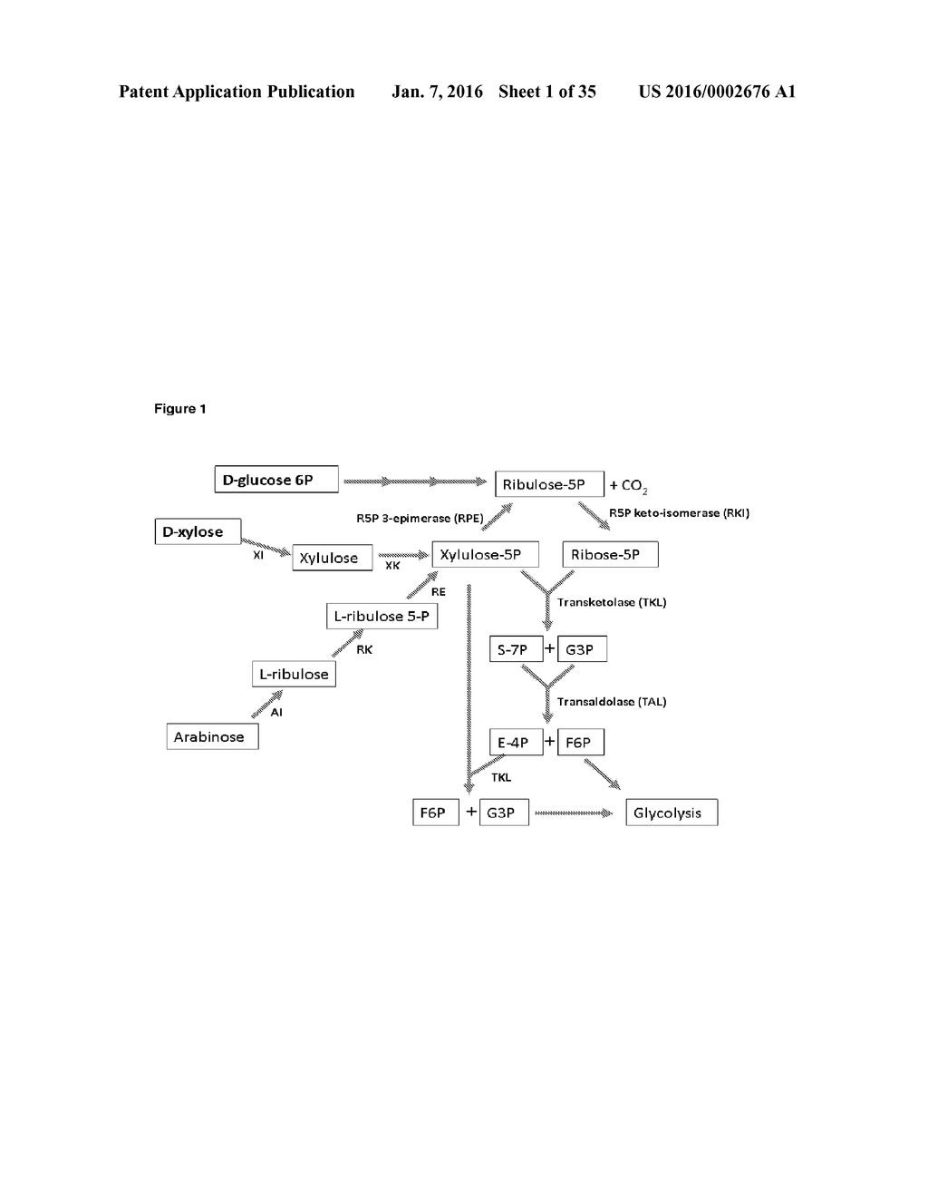 COMPOSITIONS AND METHODS FOR INCREASED ETHANOL PRODUCTION FROM BIOMASS - diagram, schematic, and image 02