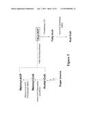 ACP-MEDIATED PRODUCTION OF FATTY ACID DERIVATIVES diagram and image