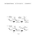 MUTLIPLEXED IN SITU MOLECULAR ANALYSES AND PROGRAMMABLE MOLECULAR PROBES     FOR REGULATED AMPLIFICATION diagram and image