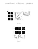 MUTLIPLEXED IN SITU MOLECULAR ANALYSES AND PROGRAMMABLE MOLECULAR PROBES     FOR REGULATED AMPLIFICATION diagram and image