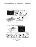 DEVICE AND METHOD FOR THE DETECTION OF TARGET ENTITIES diagram and image