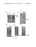 SPECIFIC BIOMARKER SET FOR NON-INVASIVE DIAGNOSIS OF LIVER CANCER diagram and image