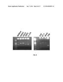 SPECIFIC BIOMARKER SET FOR NON-INVASIVE DIAGNOSIS OF LIVER CANCER diagram and image