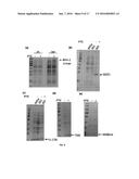 SPECIFIC BIOMARKER SET FOR NON-INVASIVE DIAGNOSIS OF LIVER CANCER diagram and image